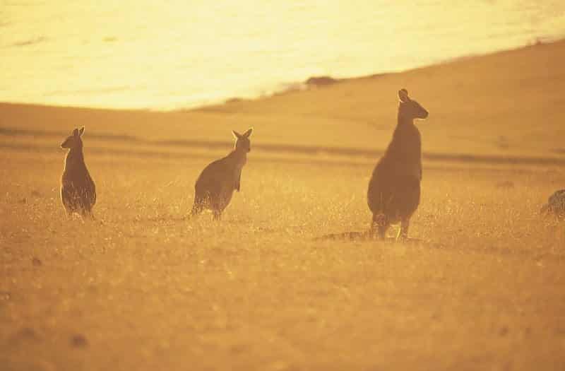 Forester Kangaroos - Tasmania walks