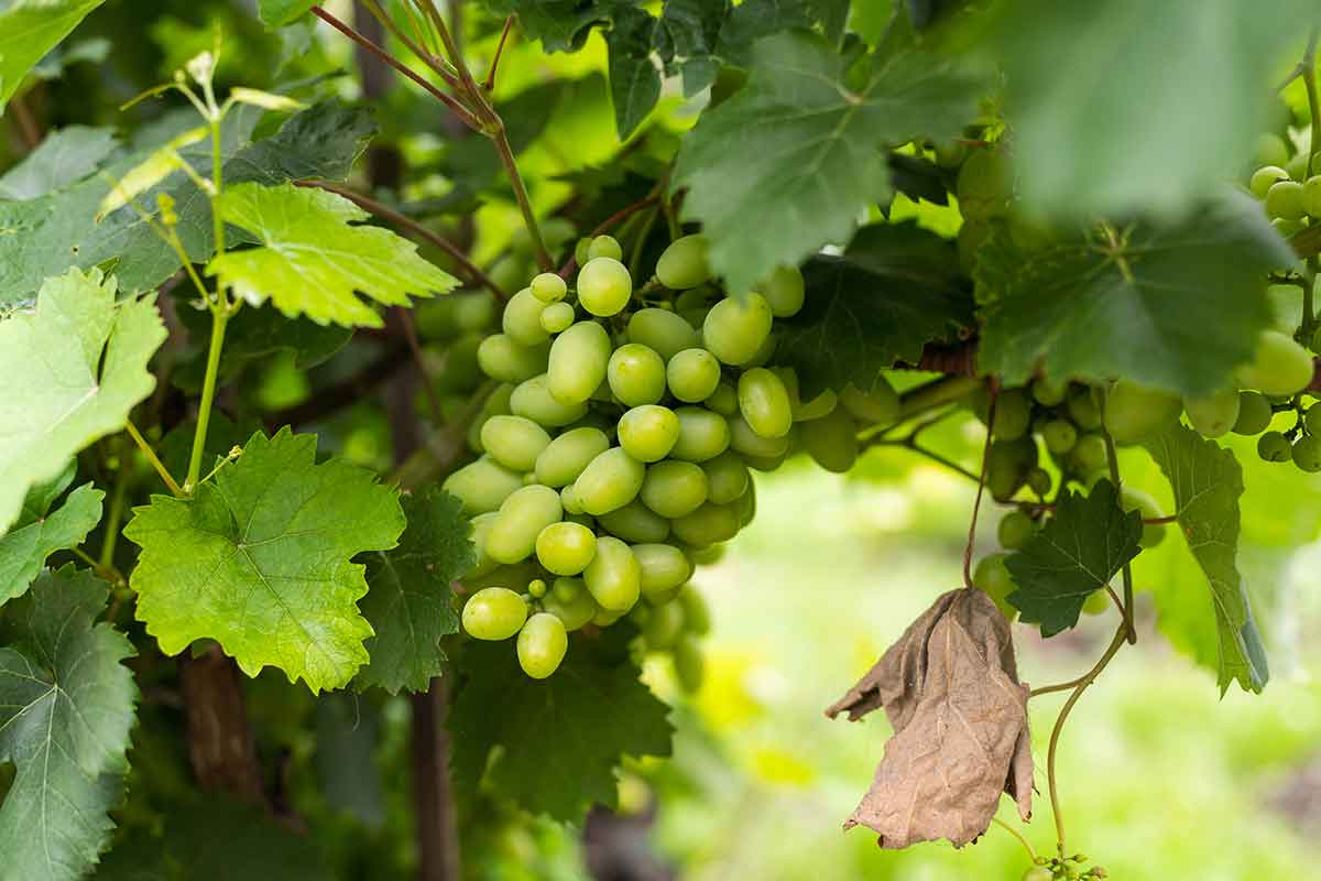green grapes hanging on a vine