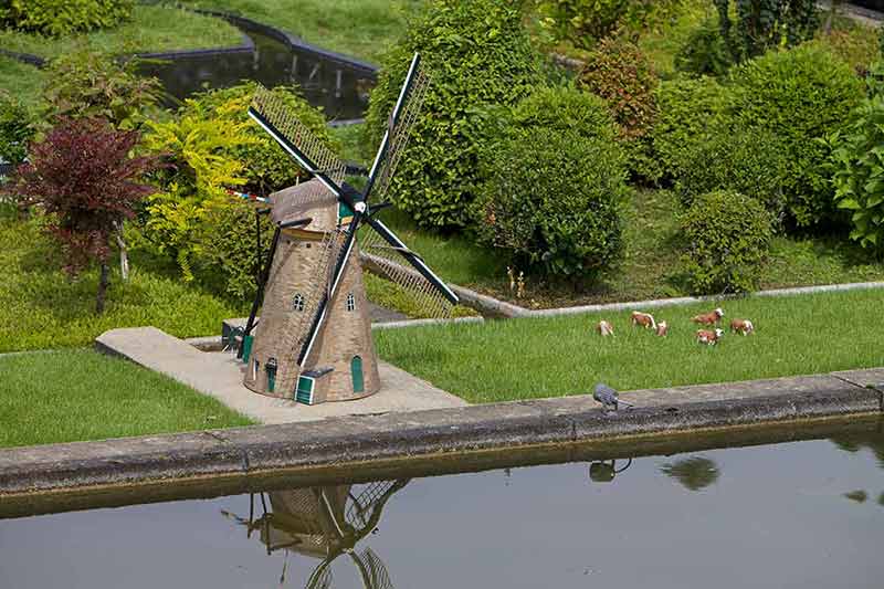 things to do in the hague this weekend windmill and miniature cows