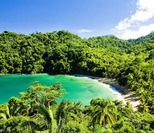 aerial view of foliage and beach at englishmans bay