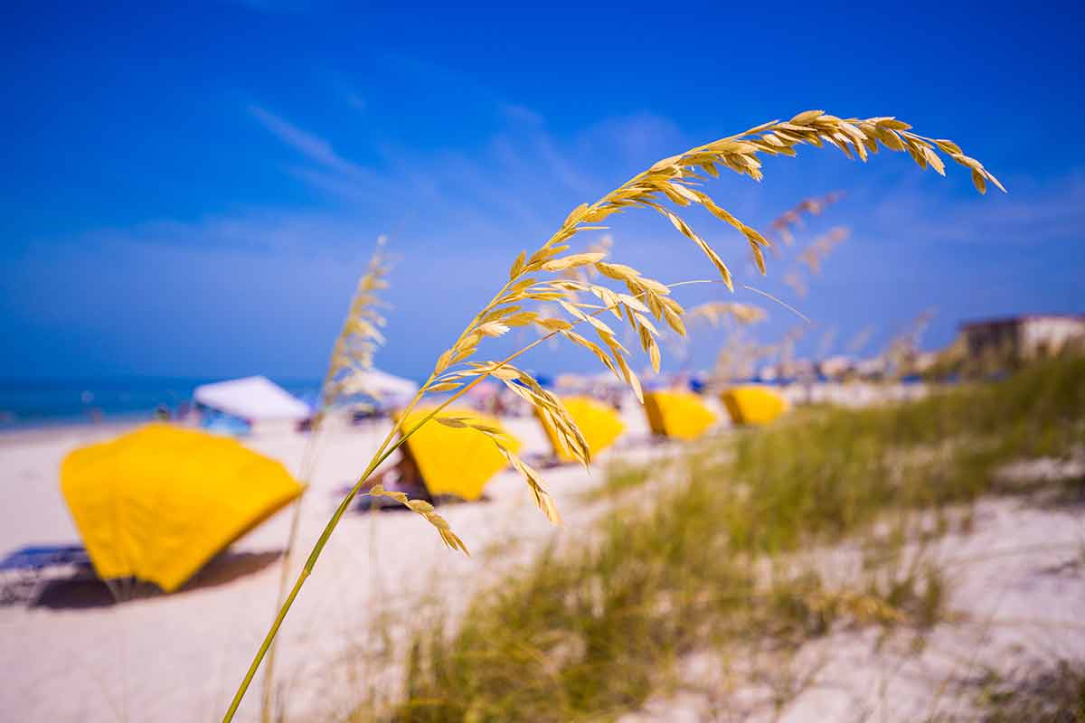 things to do in treasure island florida this weekend Sea Oats frame the sand on Madiera Beach with yellow sun shades