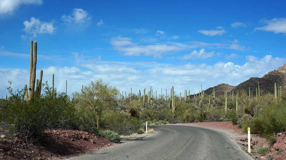 Arizona-Sonora Desert Museum road