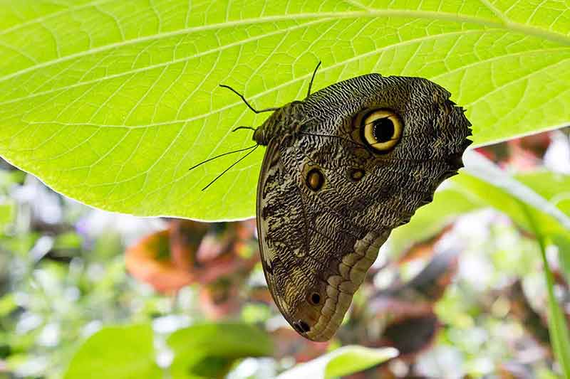 Sunlit leaf serves as an umbrella shielding giant owl butterflies.