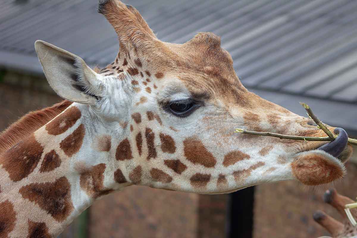 giraffe at the Tyler zoo