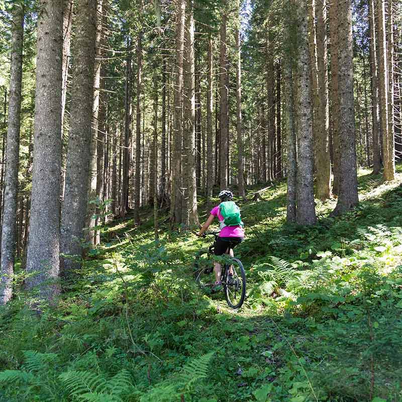 Active Sporty Woman Riding Mountain Bike On Forest Trail