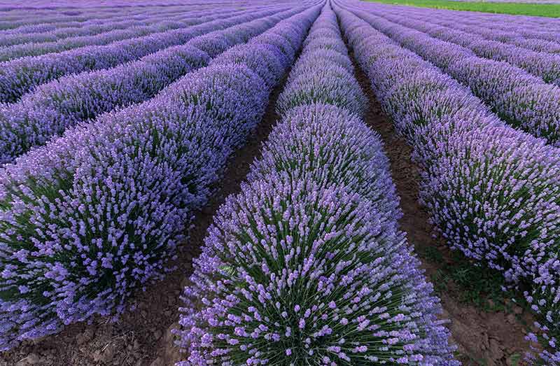 Beautiful Landscape Of Lavender Fields
