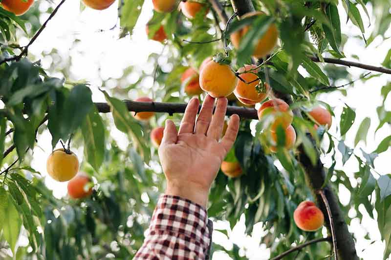 Senior Farmer Man Picks Big Ripe Peaches