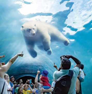 things to do in winnipeg (polar bear in glass tunnel in assiniboine park zoo)