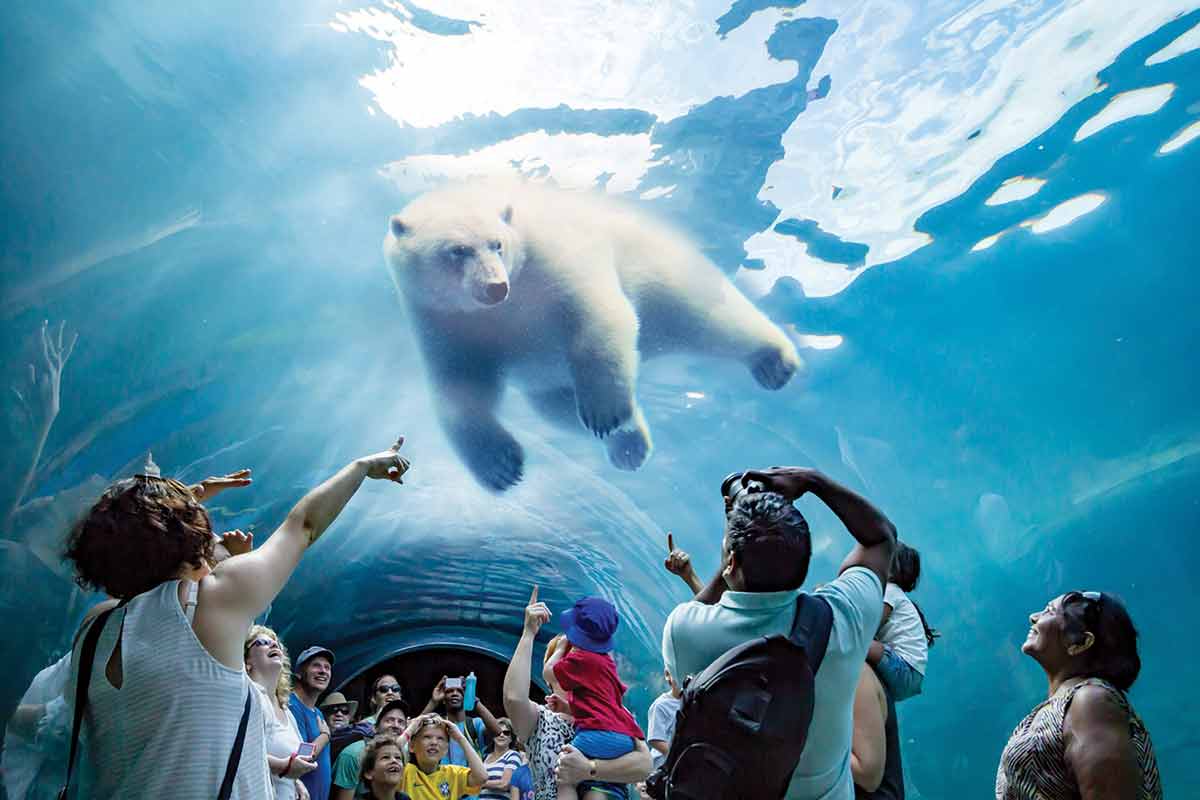 things to do in winnipeg (polar bear in glass tunnel in assiniboine park zoo)