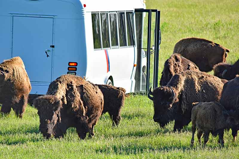 things to do in winnipeg canada (bison safari fortwhyte alive)