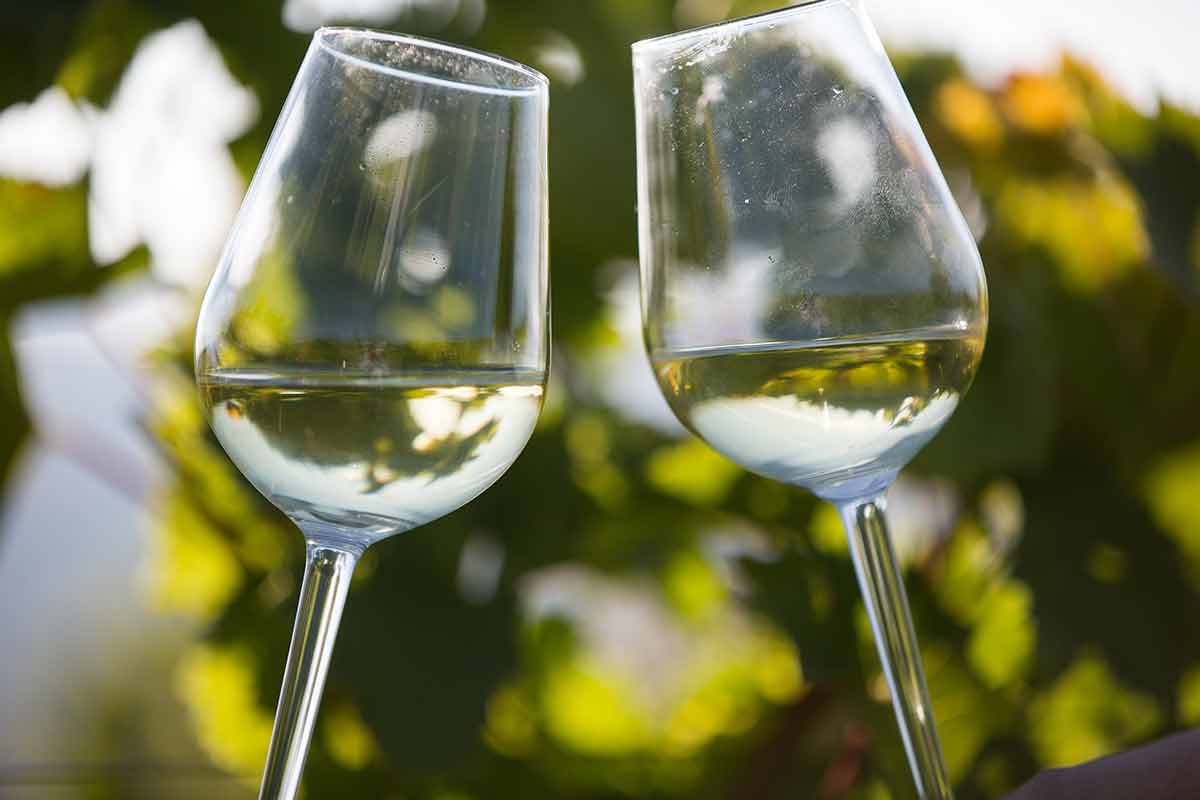 Toasting With Two Glasses Of White Wine In The Vineyard