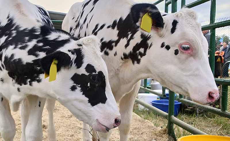 Calf At Dairy Farm Cow Pennsylvania Holstein Cute Baby Animal