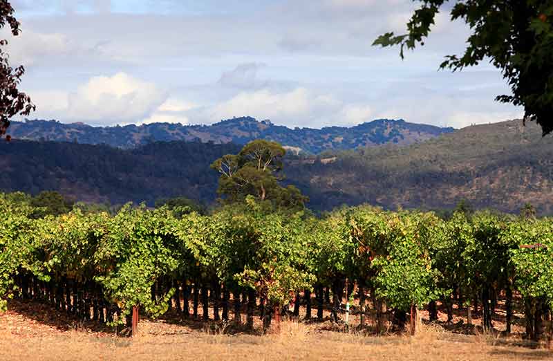 things to do near santa rosa napa valley vineyards
