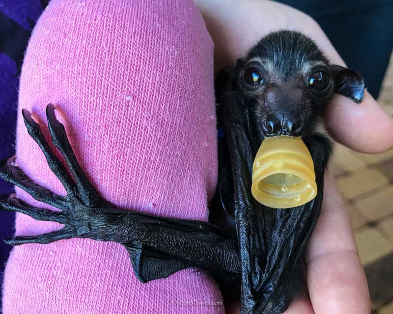 cute bat in queensland