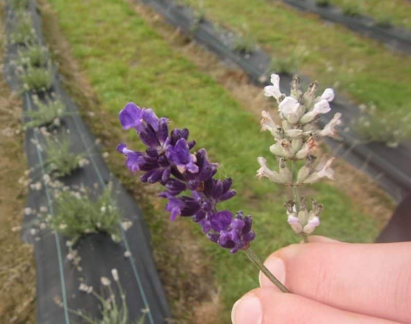 port arthur lavender farm
