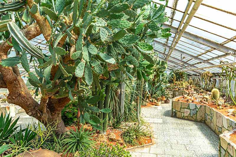 things to do today in el paso greenhouse with cacti in the botanical garden.