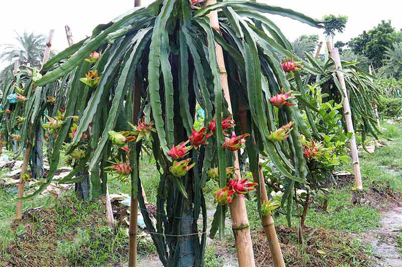 Dragon Fruit On Tree In Firm