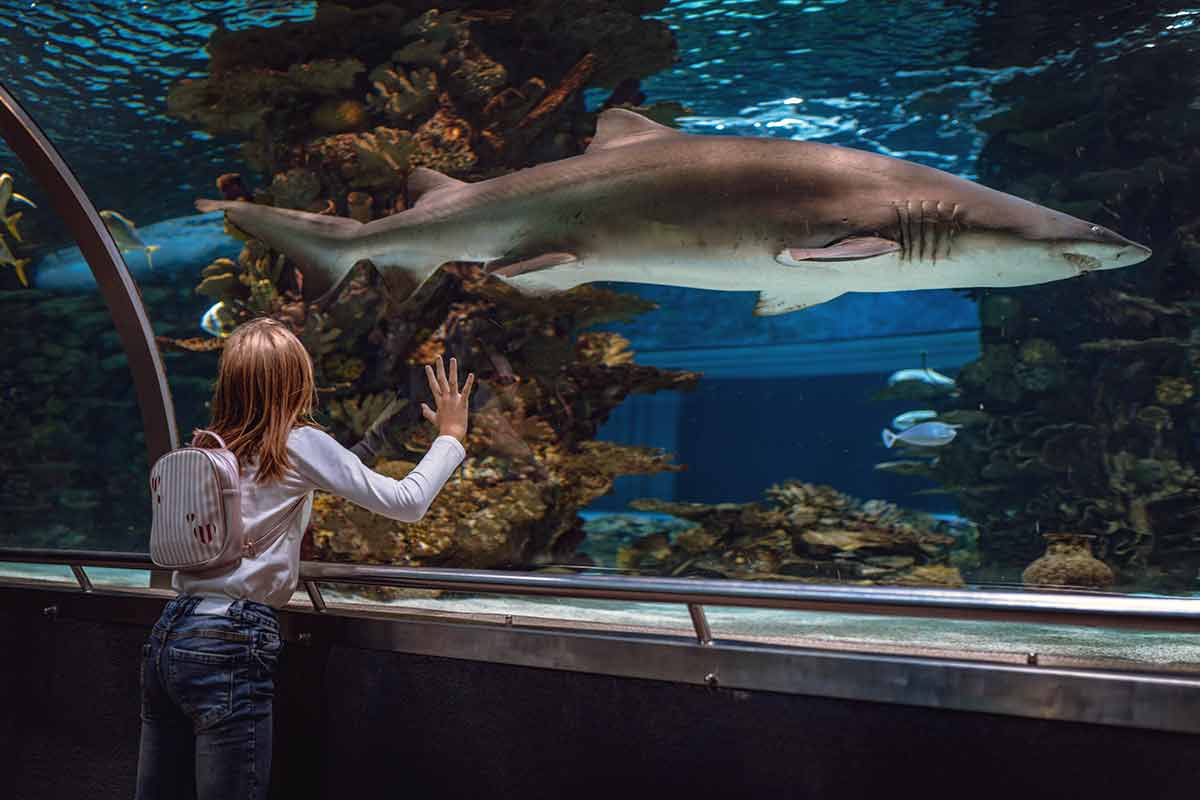things to do williamstown ky with kids Young girl standing outstretched against aquarium glass fascinated by the shark.