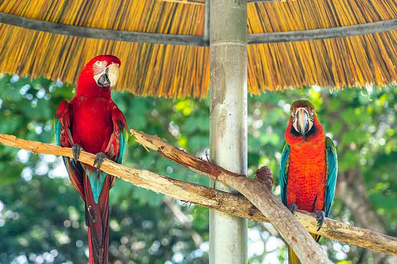 things to do with kids cancun Scarlet Macaw parrot against jungle background