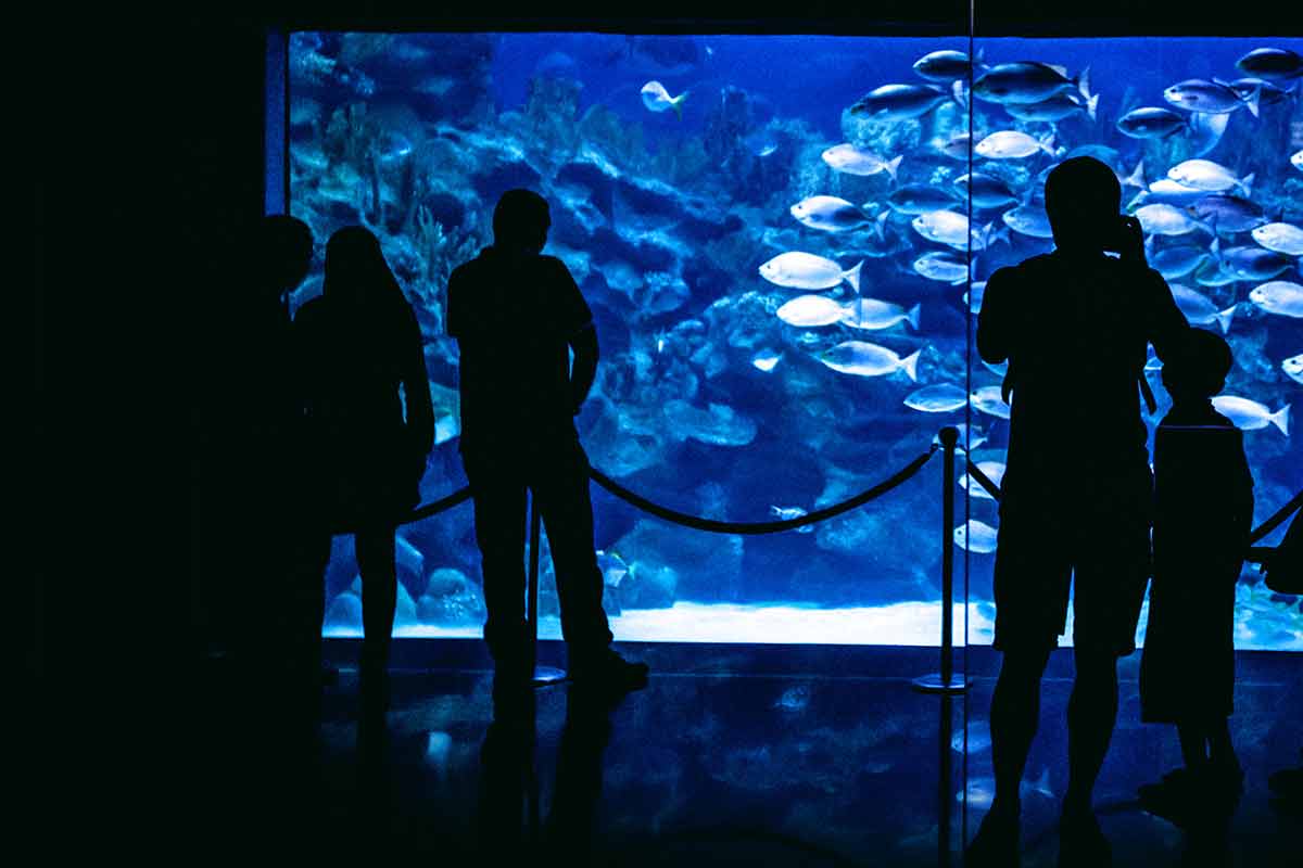 Silhouette People In Great Aquarium