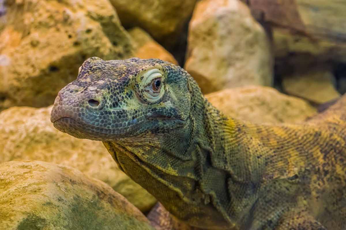 Komodo Dragon Face