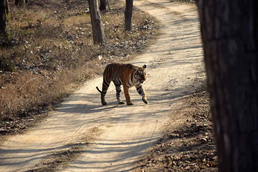 tiger reserve in south india