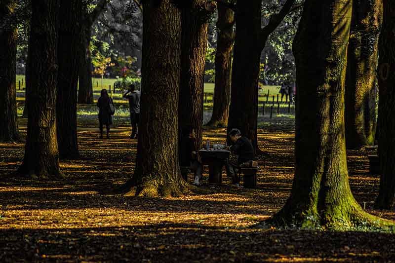 Image Of Forest In Yoyogi Park