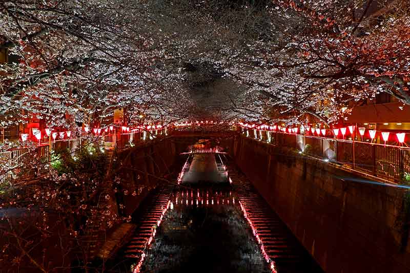 tokyo japan at night cherry blossoms and lights
