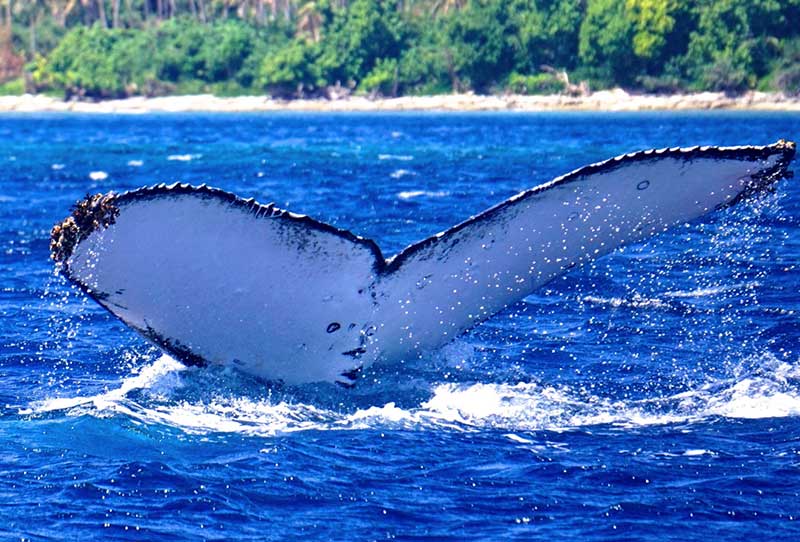 tonga diving with whales