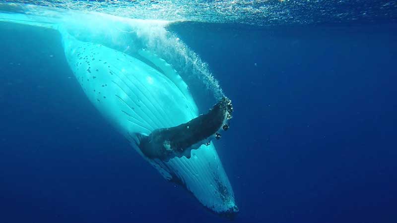 Tonga Whale Swim
