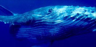 Tonga Whale Swim