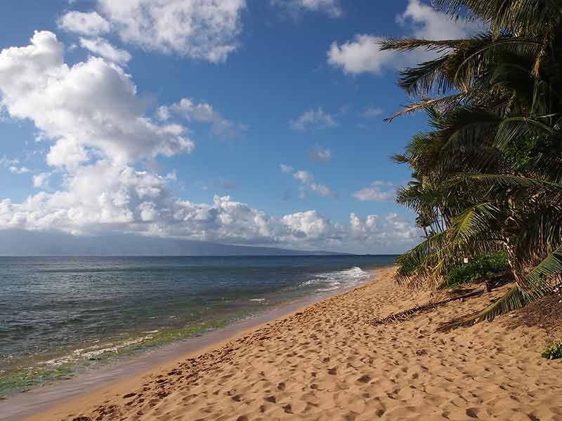 Kaanapali Beach With Gentle Waves And Coconut Trees