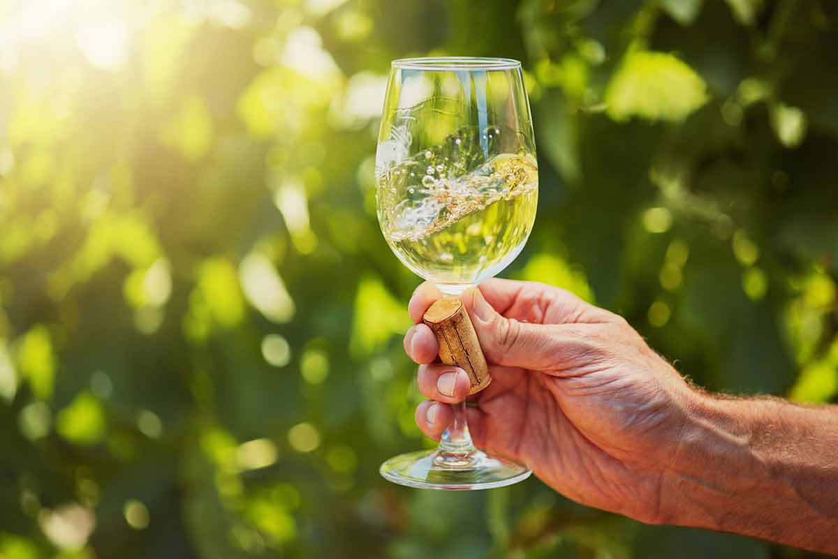 Closeup of unknown farmer swirling white wine in a wineglass on his farm