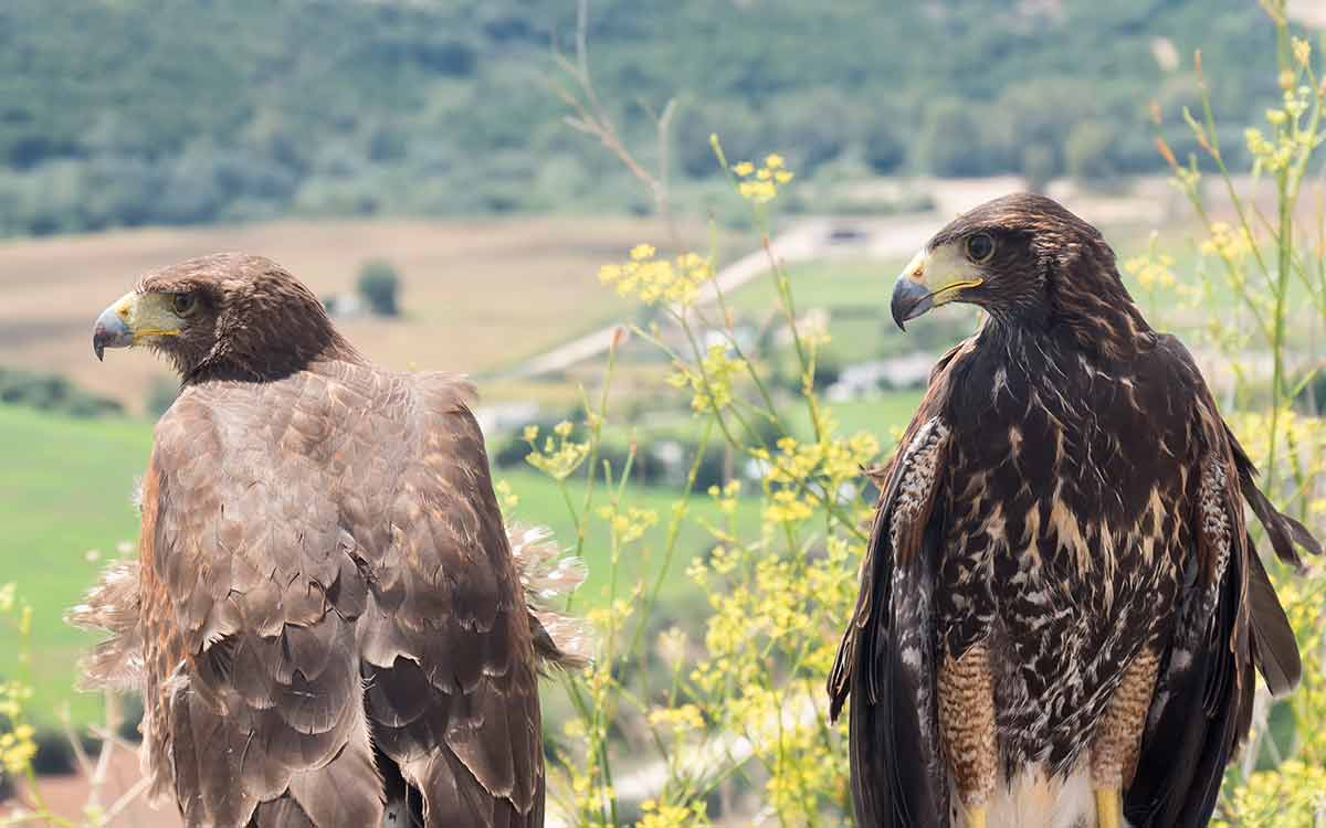 Two Golden Eagles Resting In The Sun