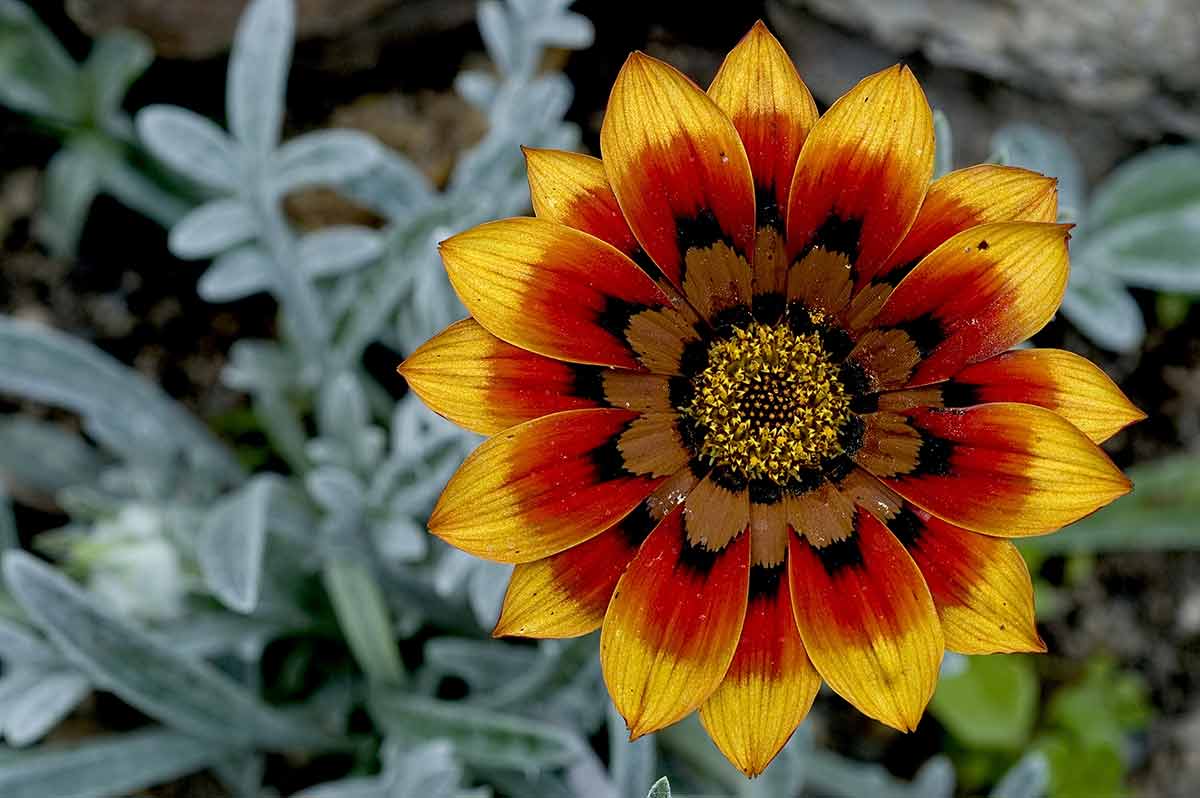 German Flower