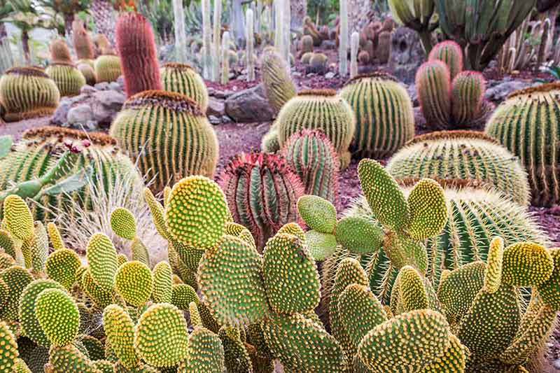 top things to do in gran canaria cactii