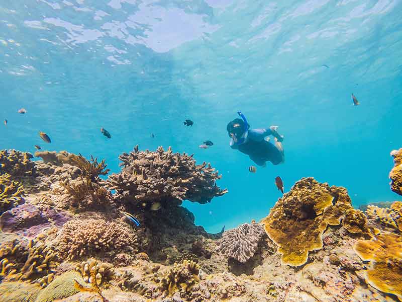 Man Snorkeling Underwater On A Reef With Soft Coral