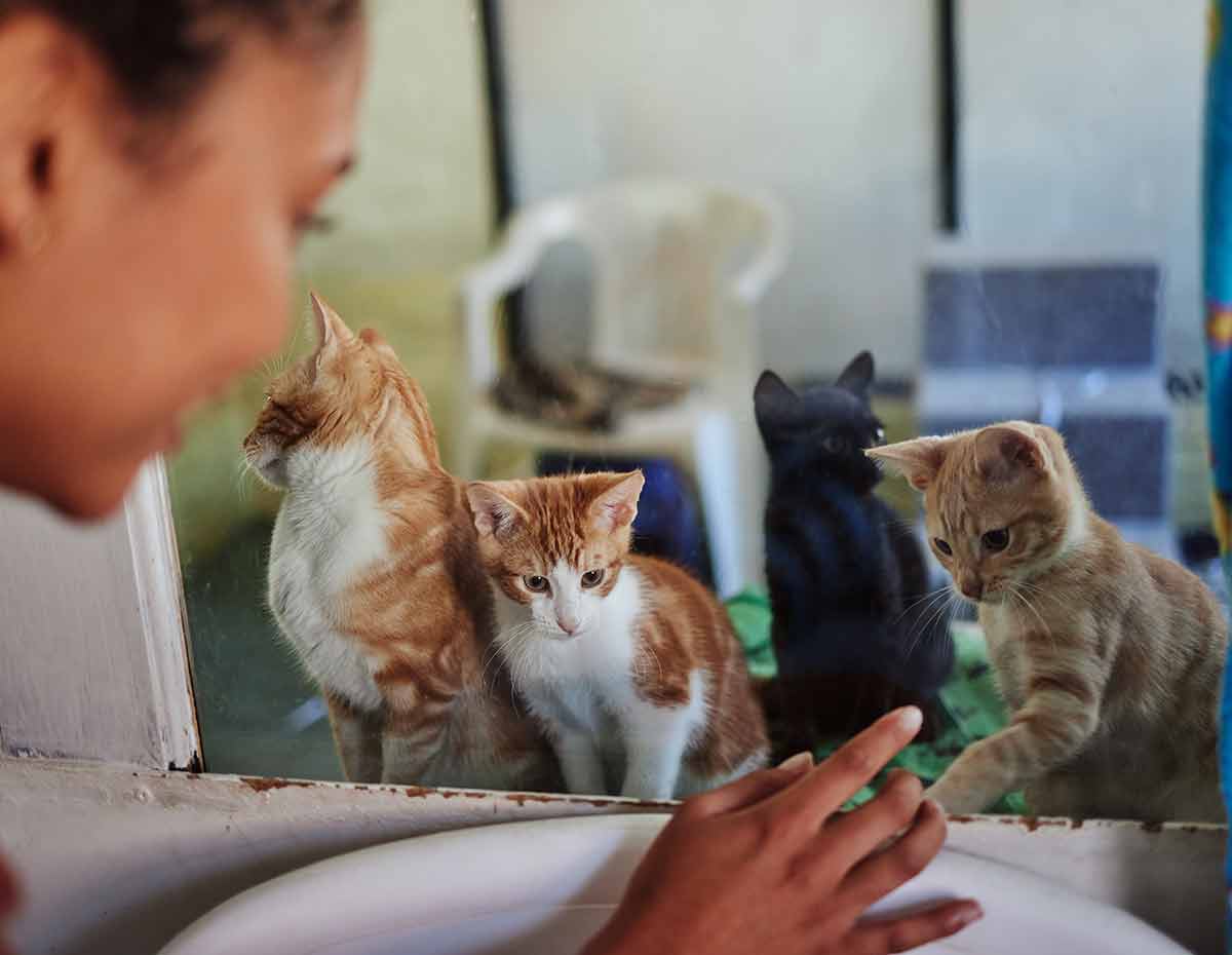 Care, Charity And Cats At Adoption Shelter