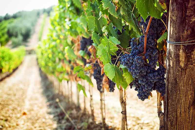 Tuscan Vineyard With Red Grapes