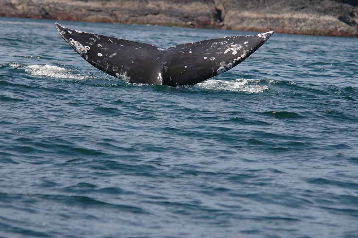 Flipper Of Humpback Whale