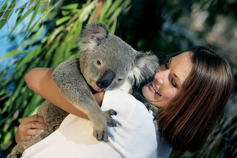 girl cuddling a koala in Townsville 
