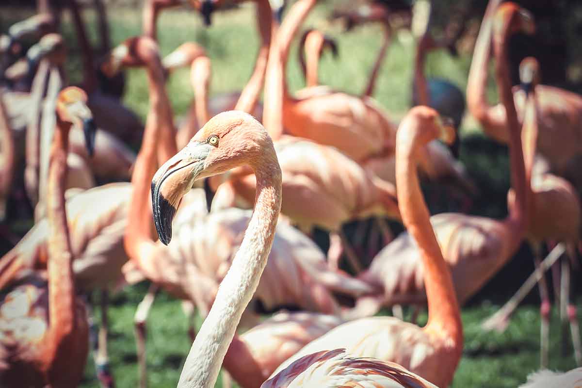 tulum day trips group of flamingoes with long necks and beautiful plumage