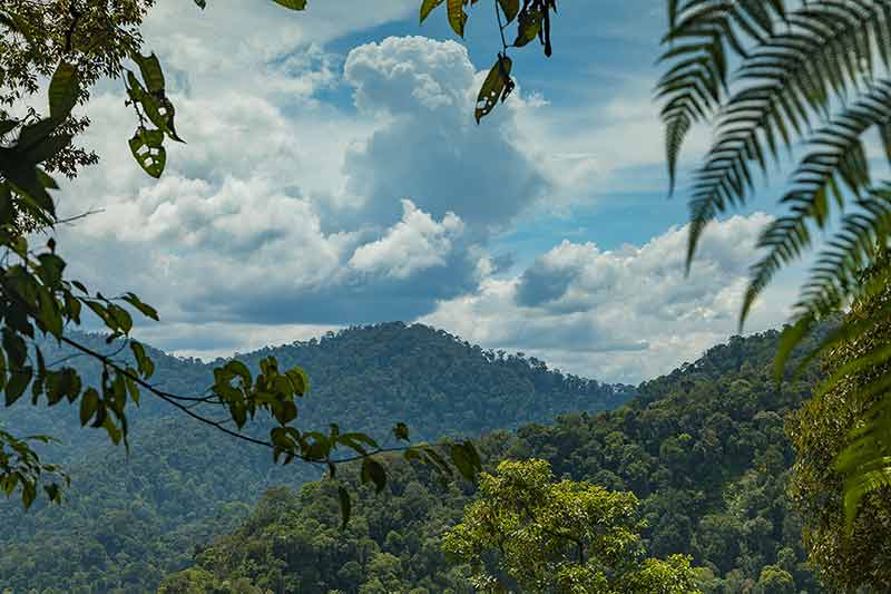 Jungle in Sumatra, Gunung Leuser National Park