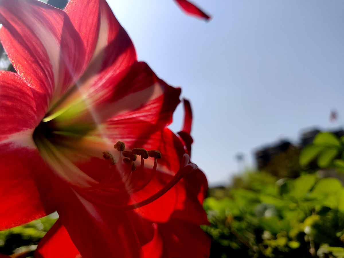 Red Striped Barbados Lily With Lens Flare