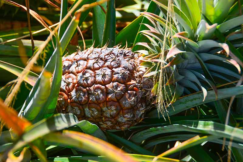Pineapple In Farm Field