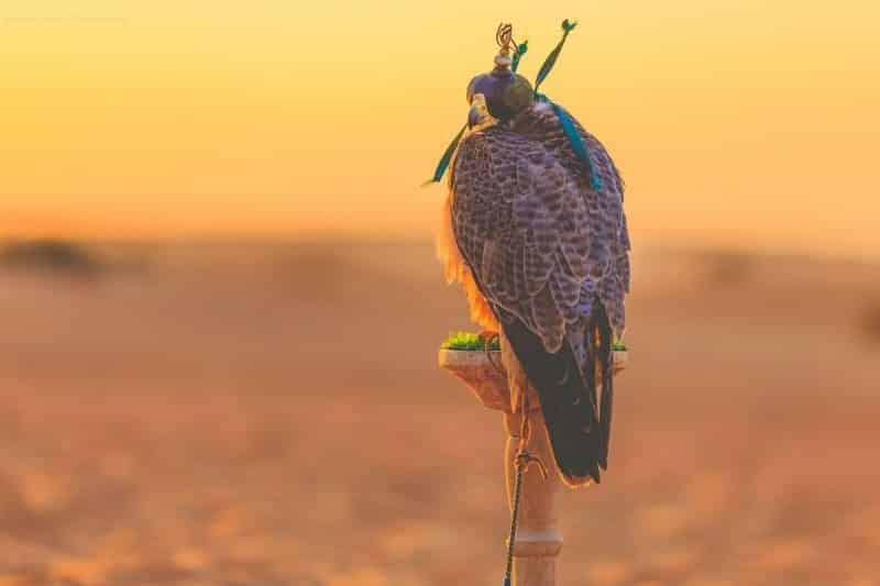  falcon in Dubai