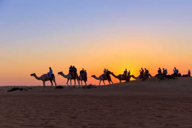 camels at sunset in dubai