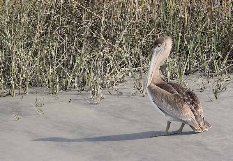 utah beaches pelican