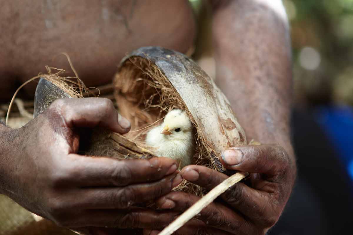 vanuatu culture bird in coconut shell