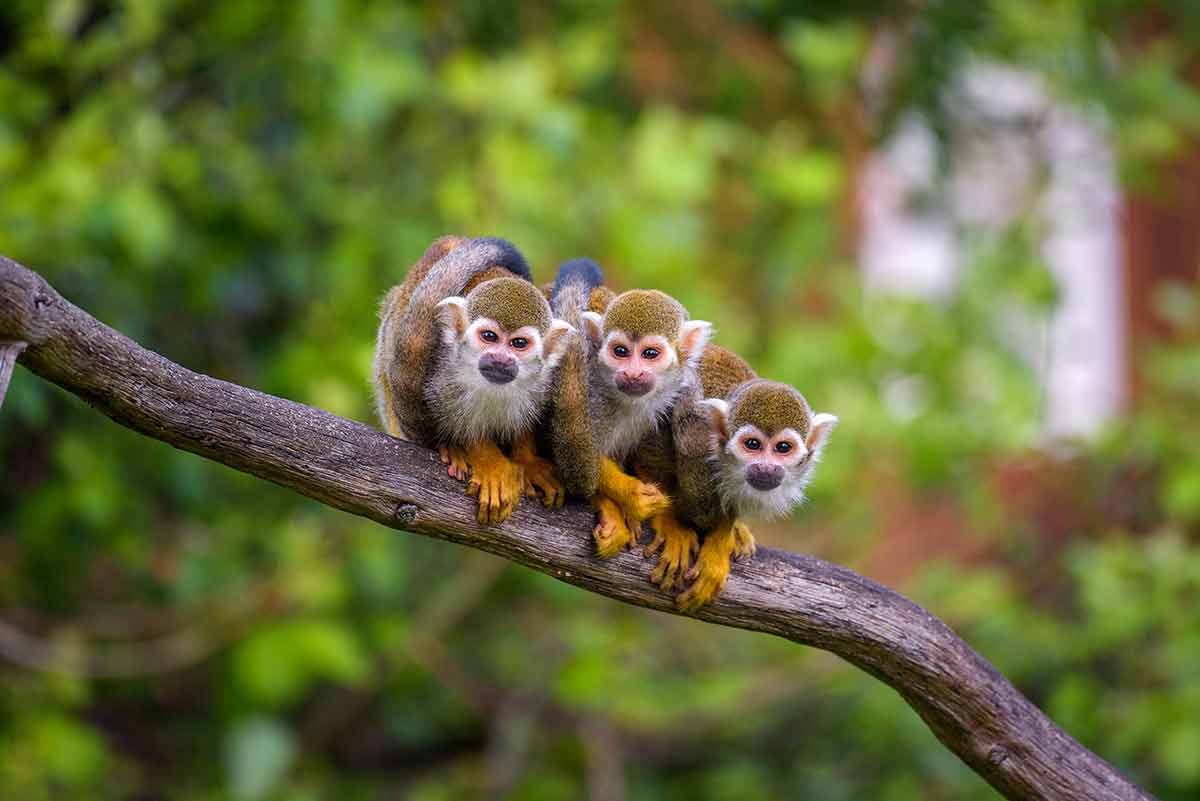 venezuela landmarks attractions Three common squirrel monkeys sitting on a tree branch very close to each other